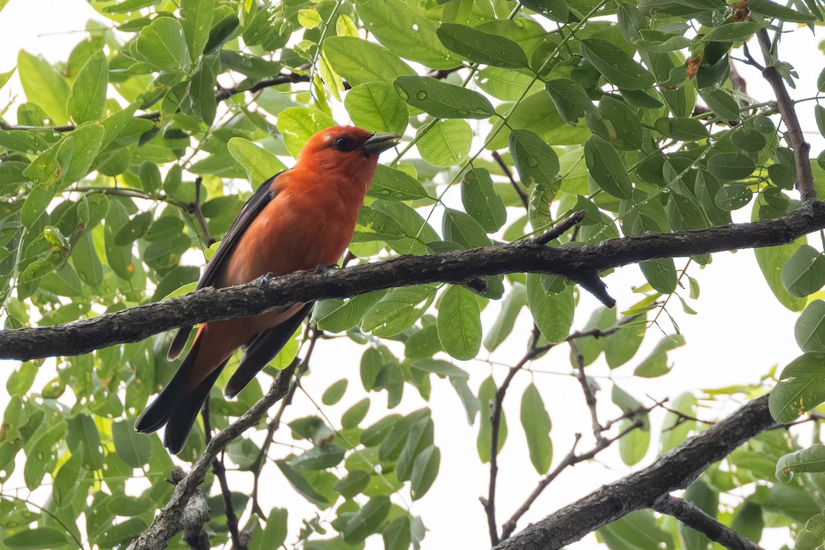 Scarlet Tanager - ML637618548
