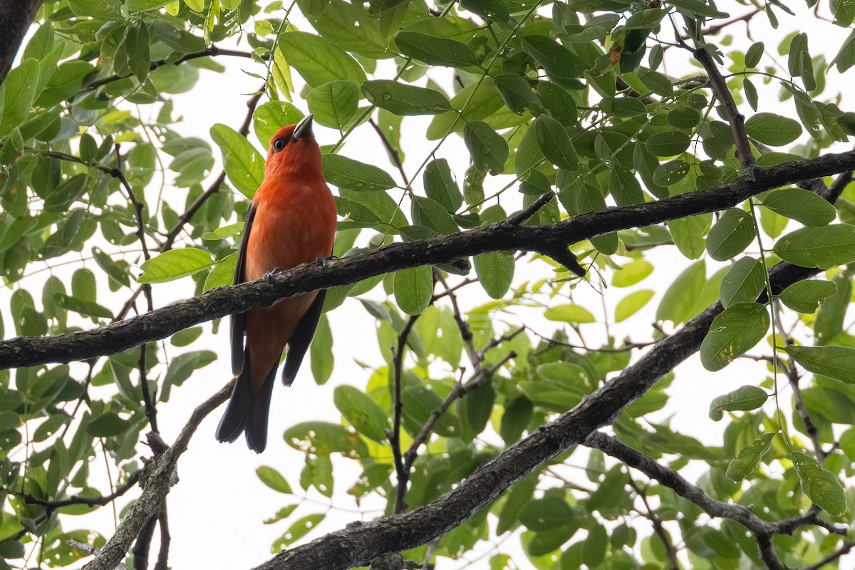 Scarlet Tanager - ML637618550