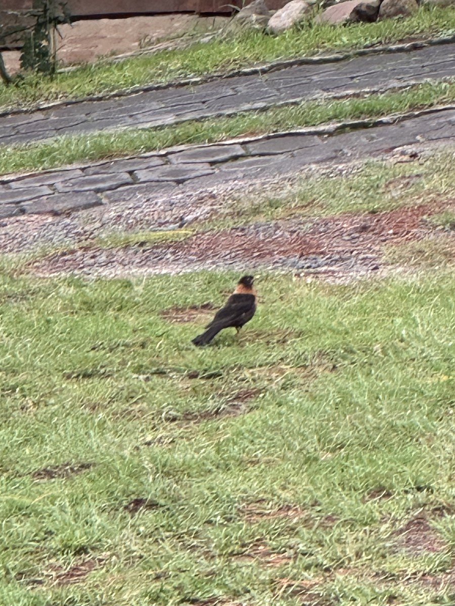 Rufous-collared Robin - ML637618562