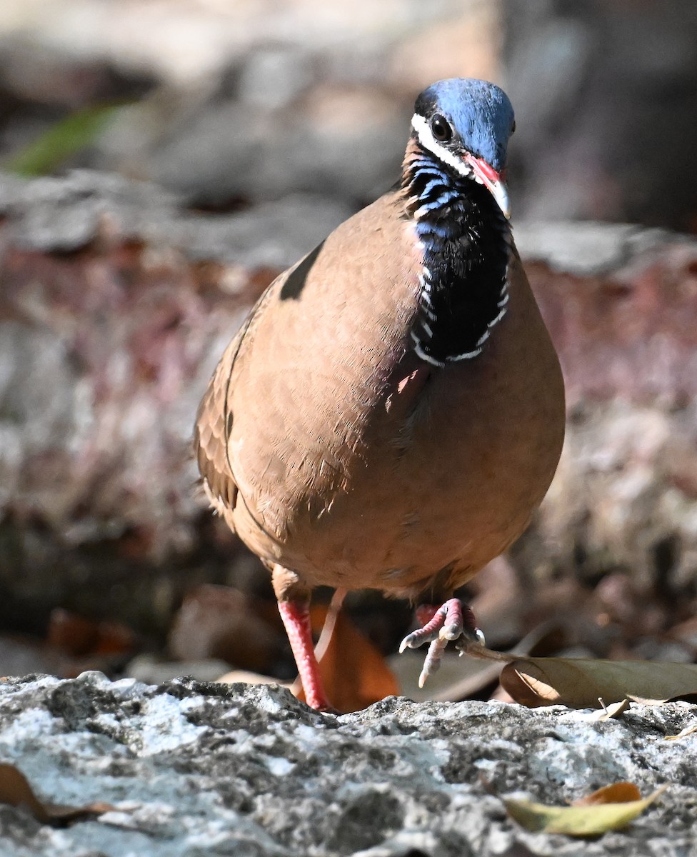 Blue-headed Quail-Dove - ML637618603