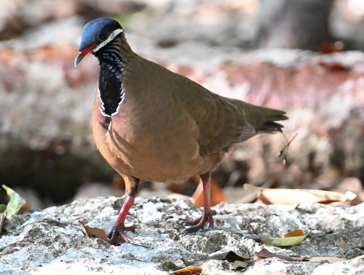 Blue-headed Quail-Dove - ML637618604
