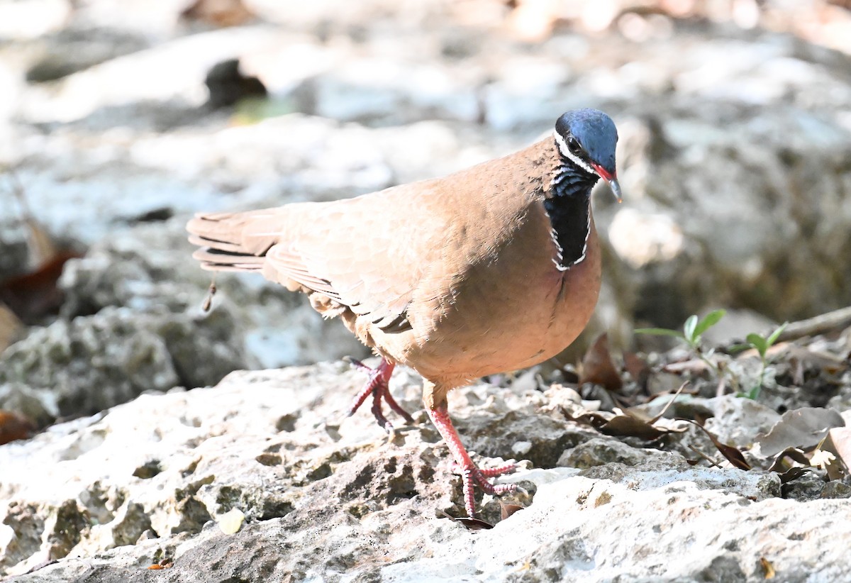 Blue-headed Quail-Dove - ML637618606