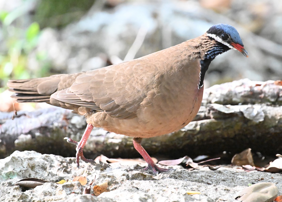 Blue-headed Quail-Dove - ML637618609