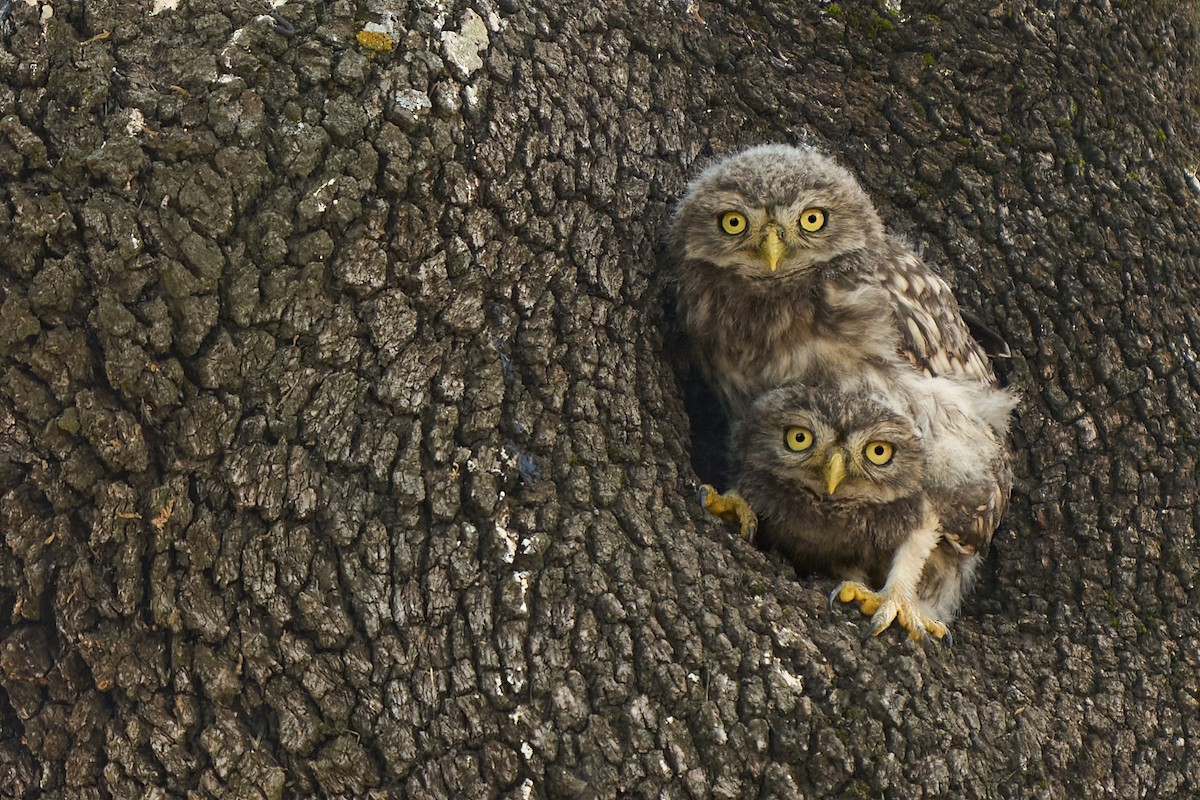 Little Owl - ML637618634