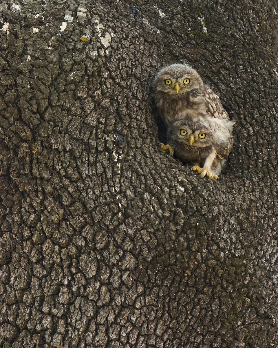 Little Owl - ML637618636