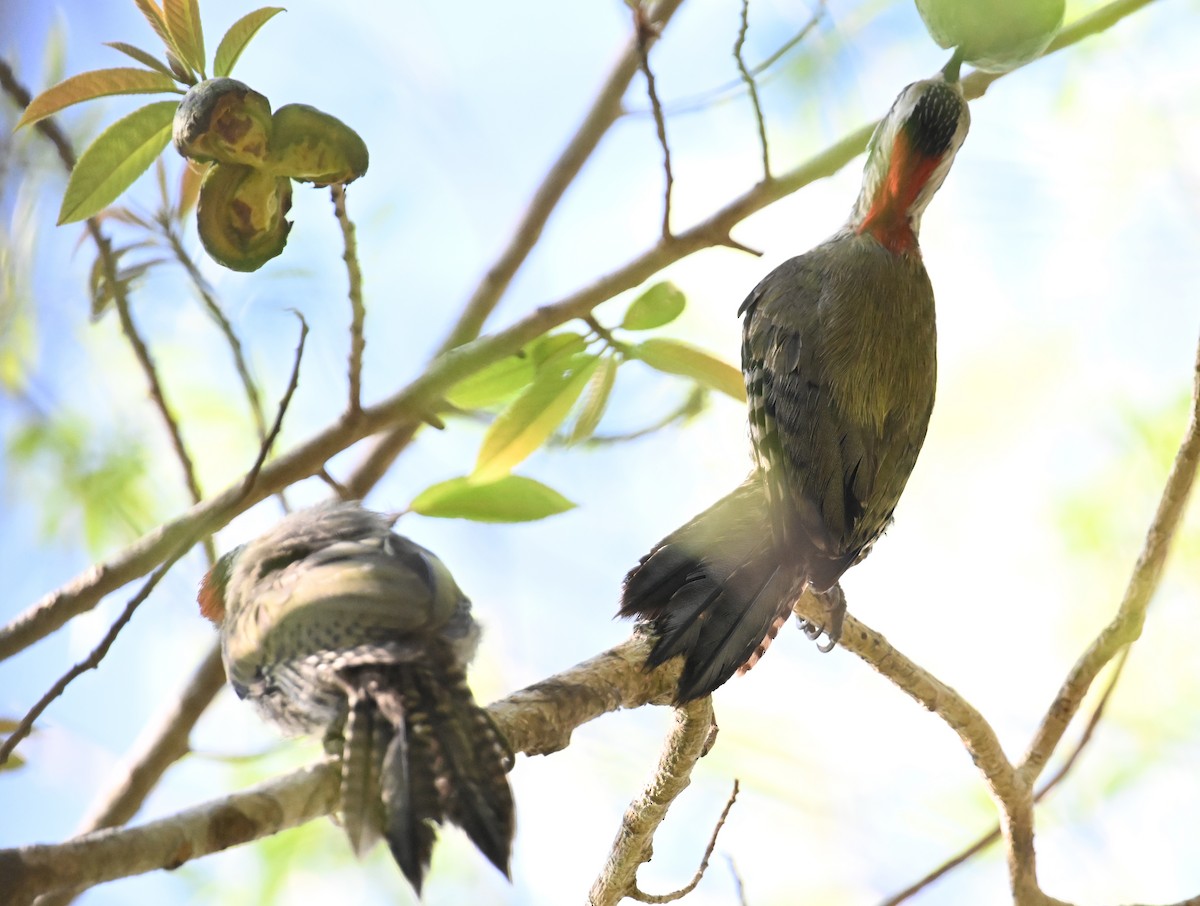 Cuban Green Woodpecker - ML637618641