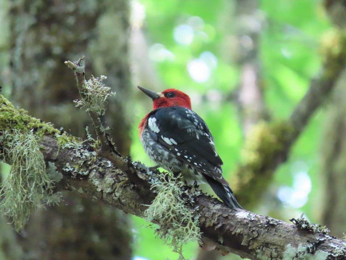 Red-breasted Sapsucker - ML637618671