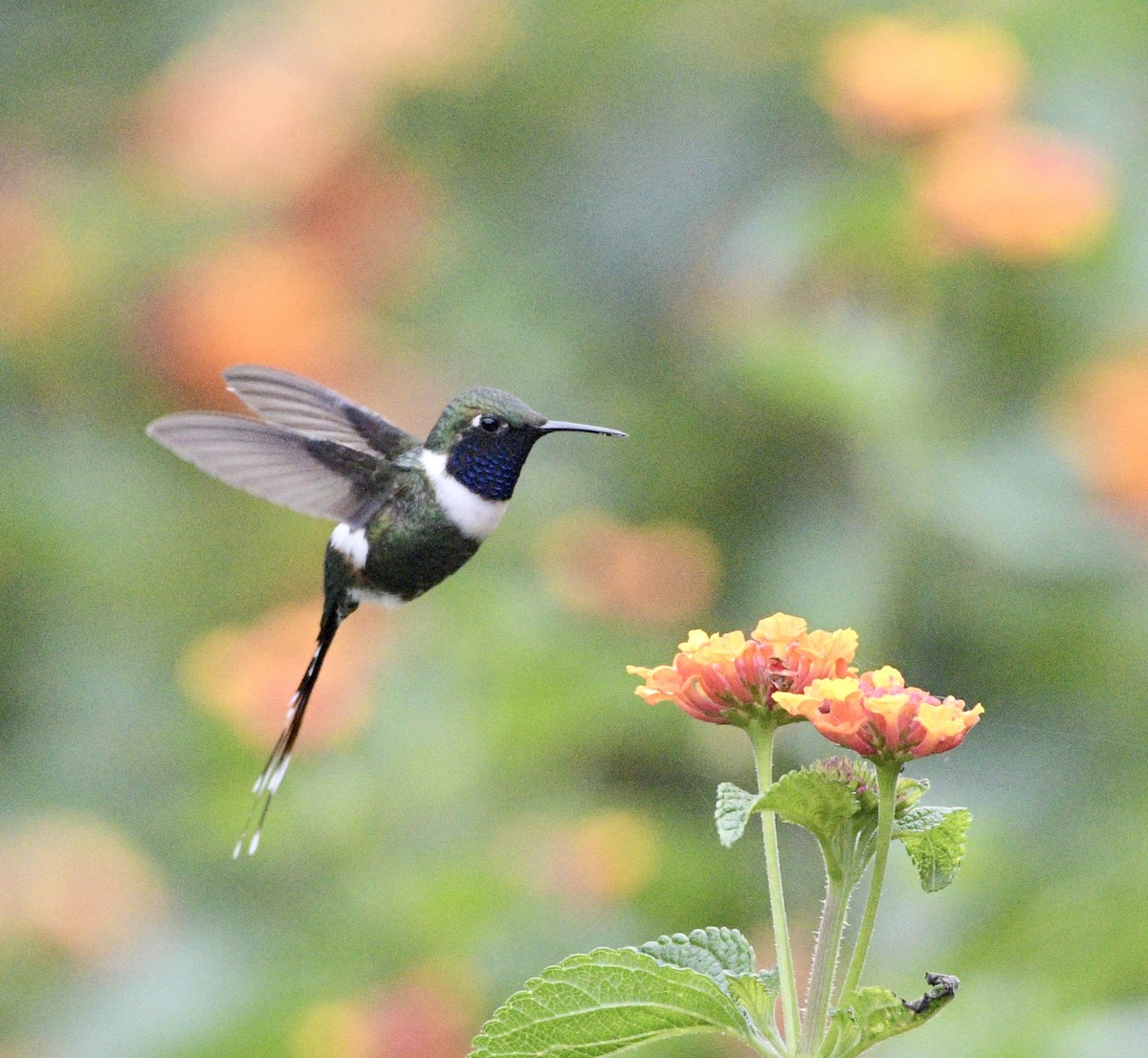 Sparkling-tailed Hummingbird - ML637618696