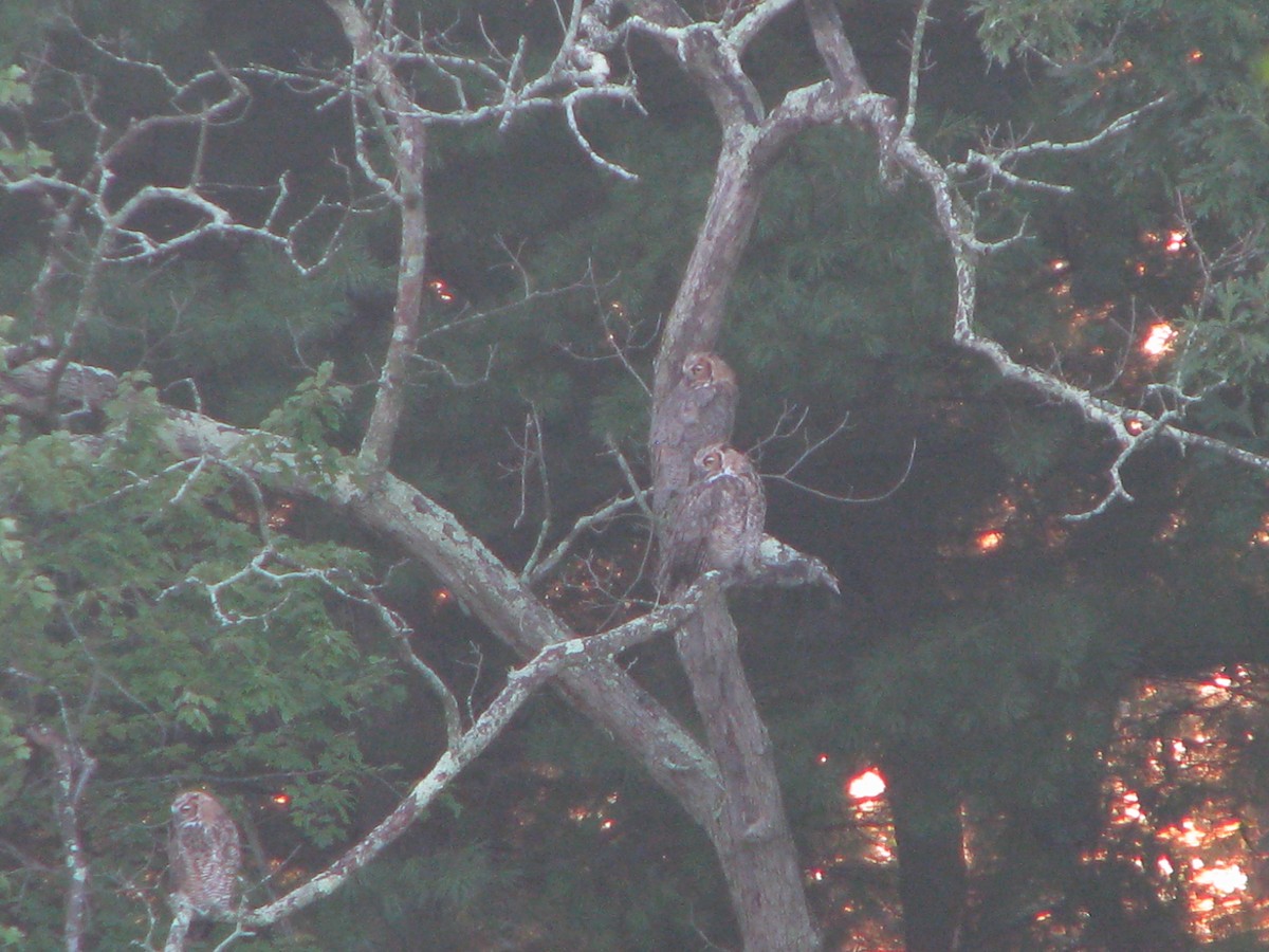 Great Horned Owl - ML63761871