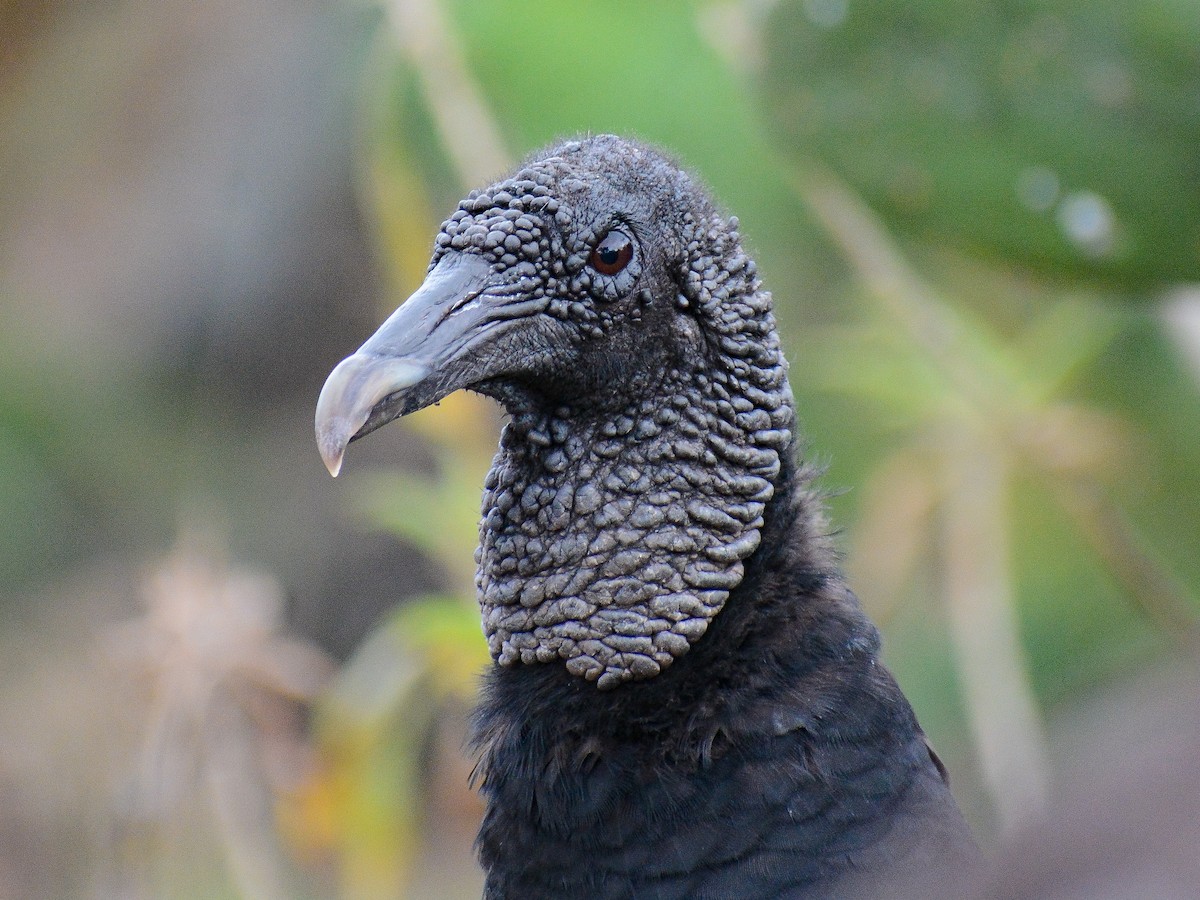 Black Vulture - ML637618738
