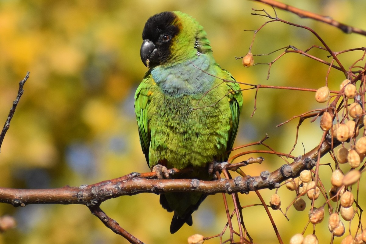 Nanday Parakeet - ML637618739