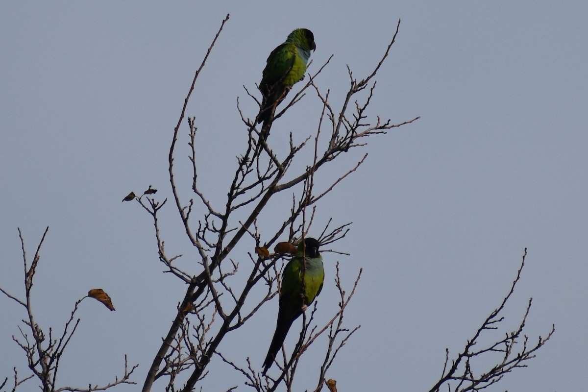 Nanday Parakeet - ML637618740