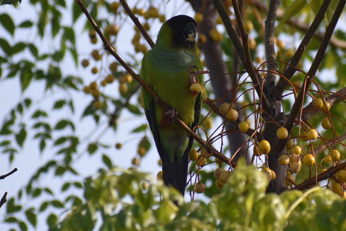 Nanday Parakeet - ML637618741
