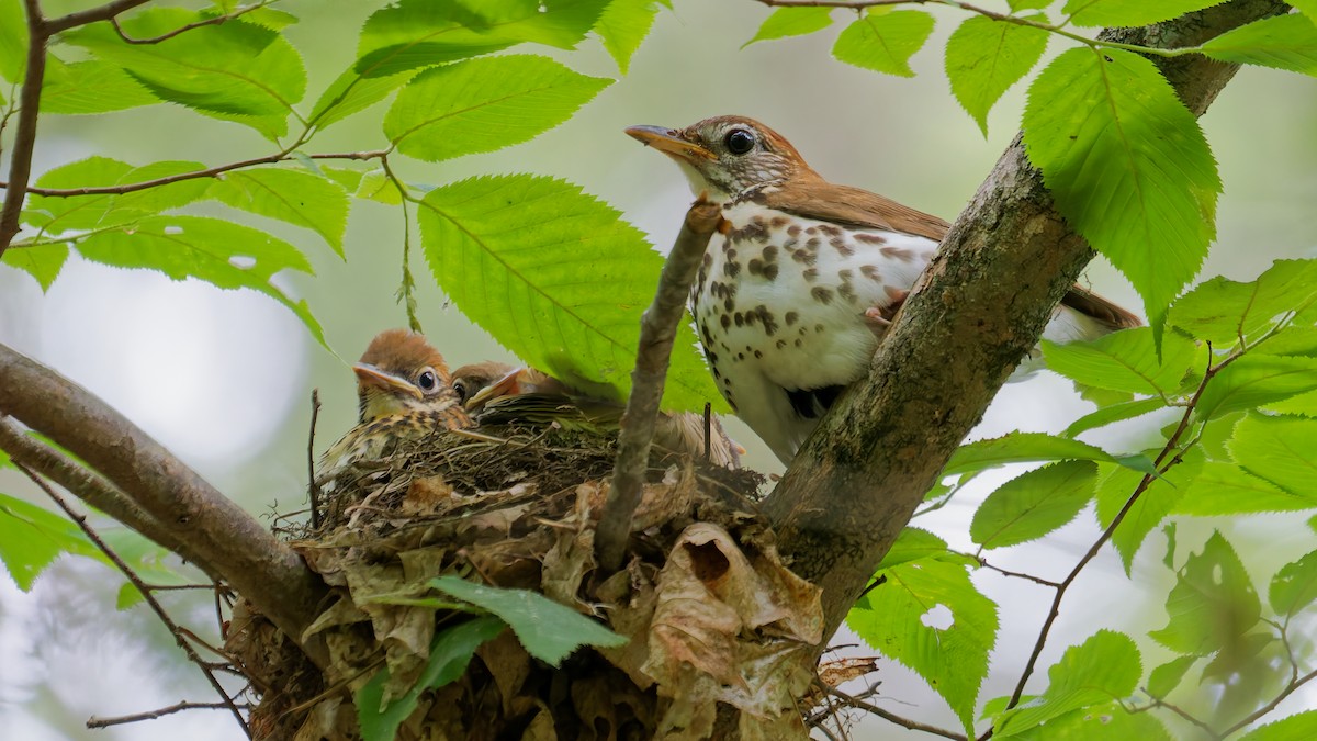 Wood Thrush - ML637618825