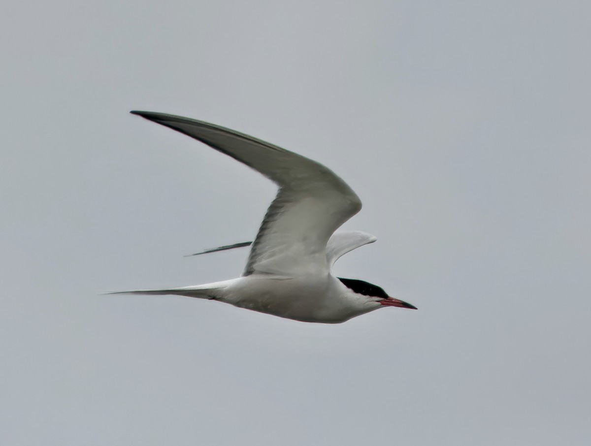 Common Tern - ML637618832