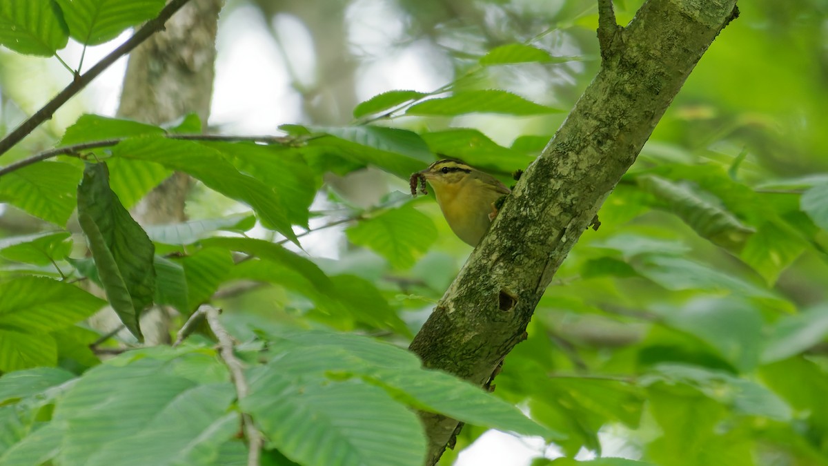 Worm-eating Warbler - ML637618839