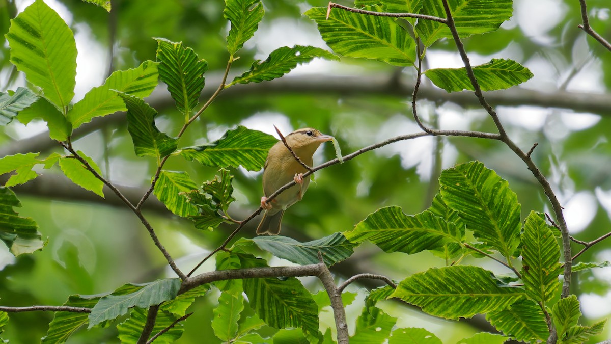 Worm-eating Warbler - ML637618843