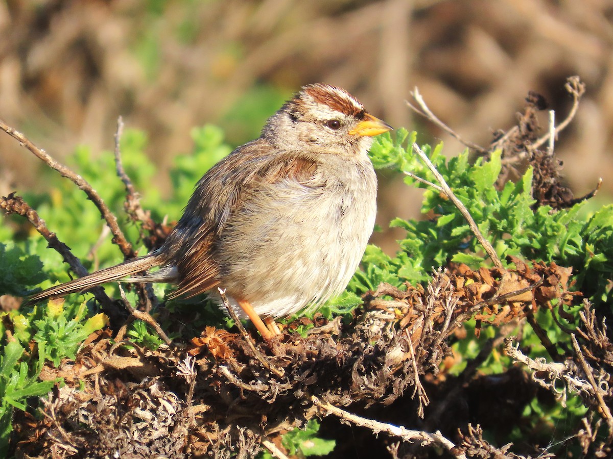 White-crowned Sparrow (nuttalli) - ML637618849