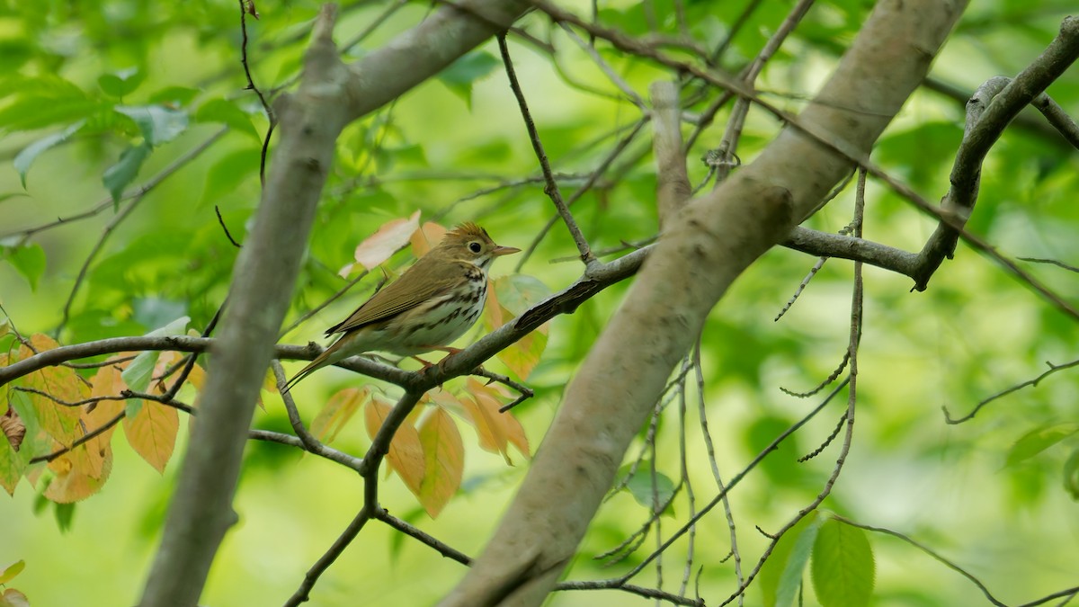 Ovenbird - ML637618853