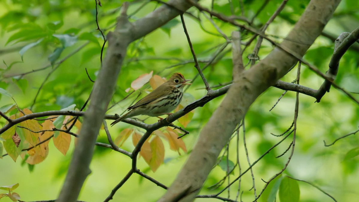 Ovenbird - ML637618854