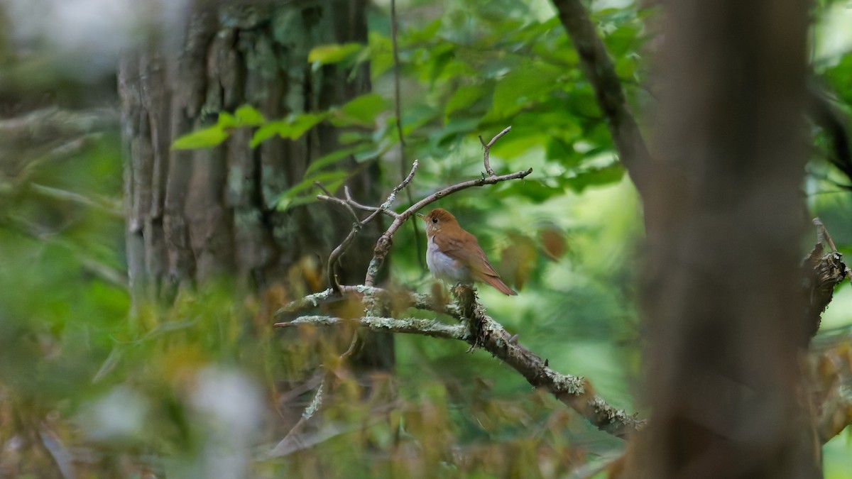 Veery - ML637618857