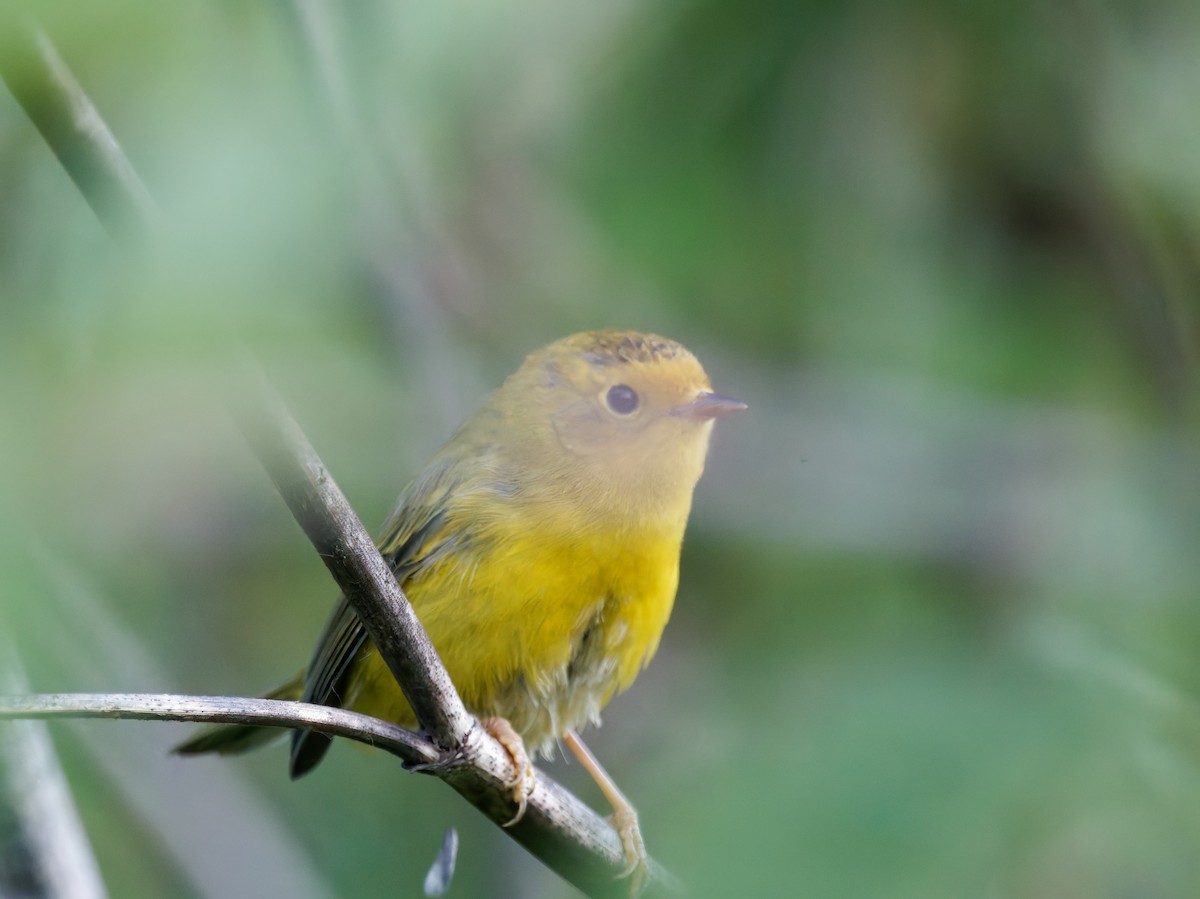 Wilson's Warbler - Rodrigo Dueñas