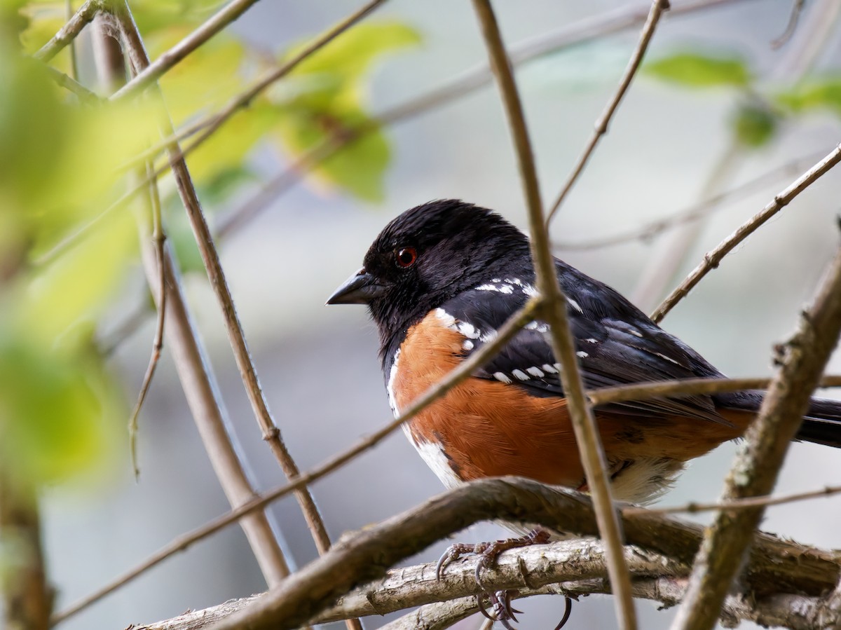 Spotted Towhee - Rodrigo Dueñas