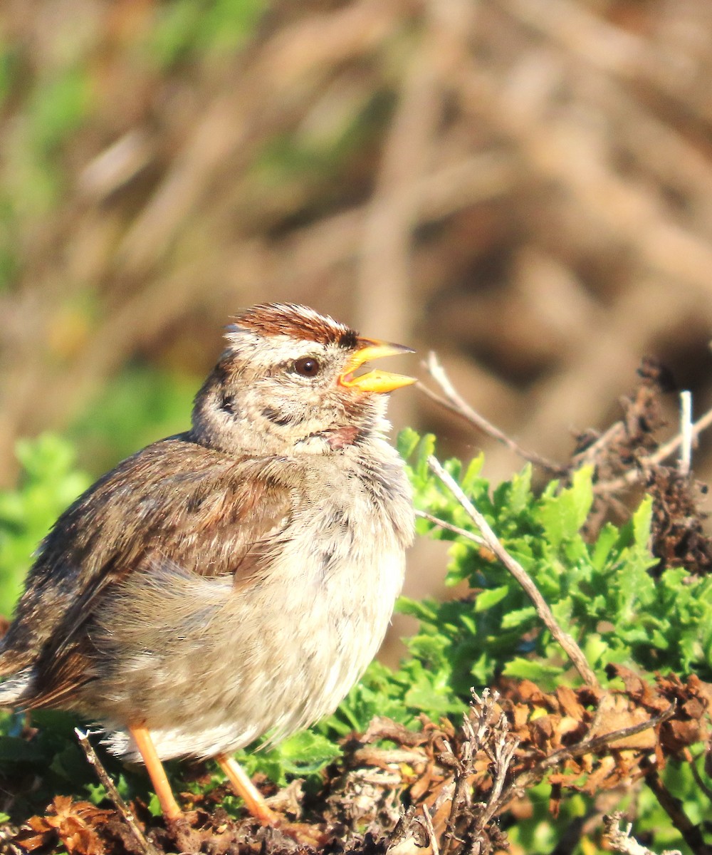 White-crowned Sparrow (nuttalli) - ML637618957