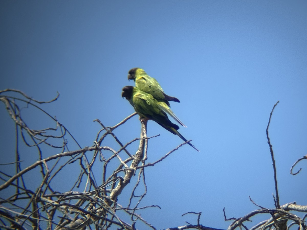 Nanday Parakeet - ML637618967