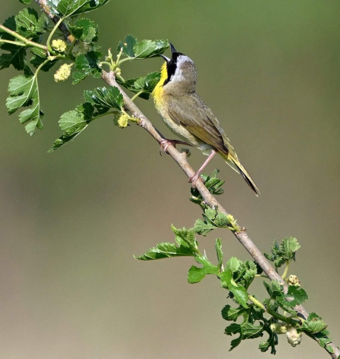 Common Yellowthroat - ML637618999