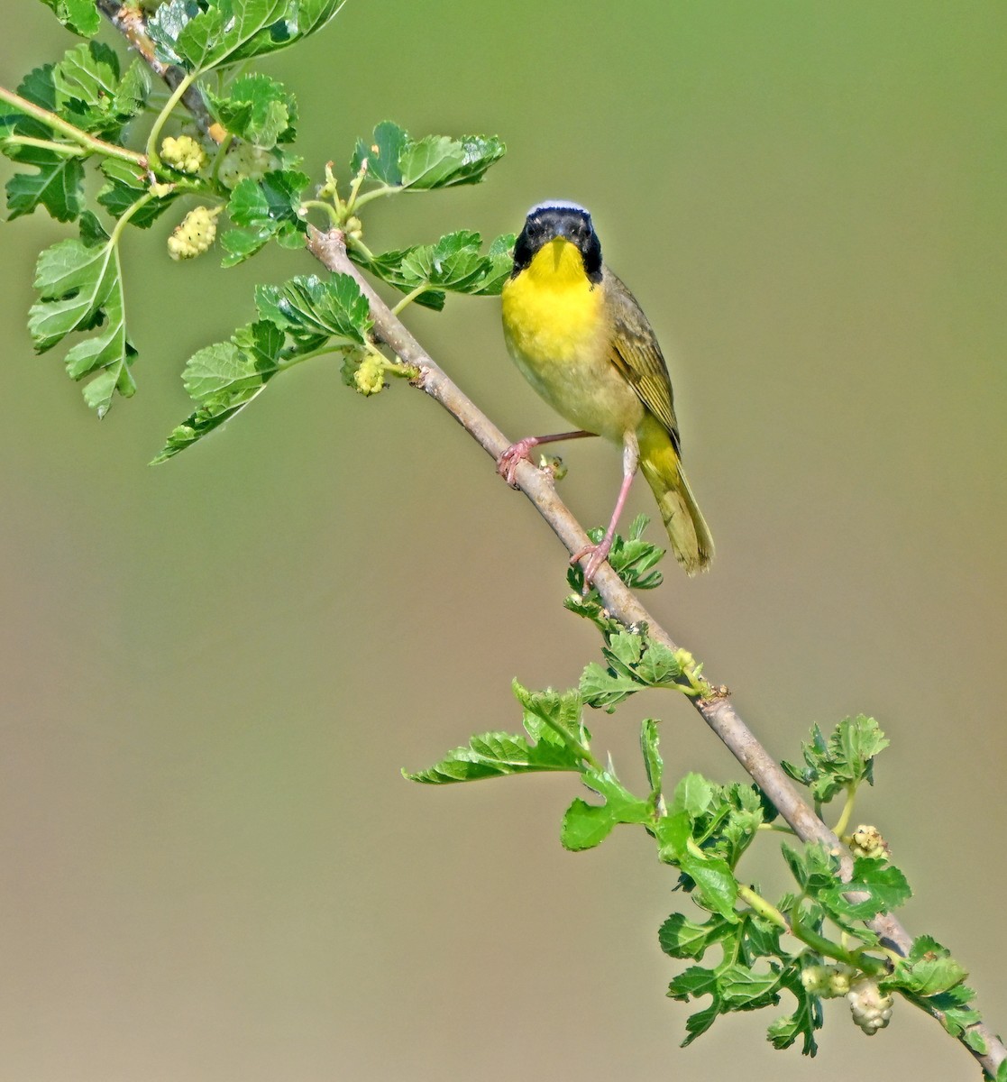 Common Yellowthroat - ML637619000