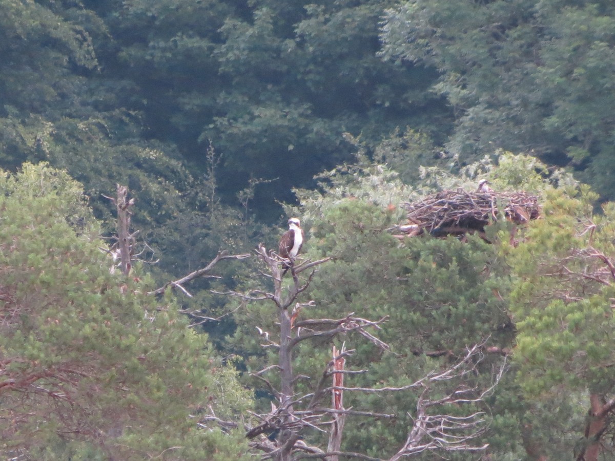 Osprey (Eurasian) - ML637619007