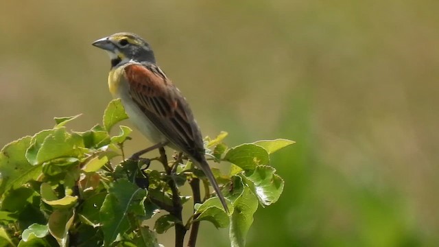 Dickcissel - ML637619091