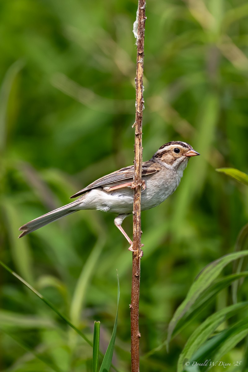 Clay-colored Sparrow - ML637619123