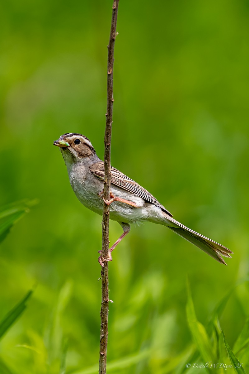 Clay-colored Sparrow - ML637619143