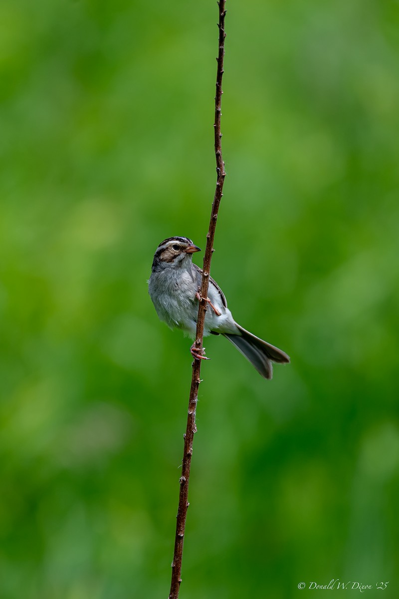 Clay-colored Sparrow - ML637619144