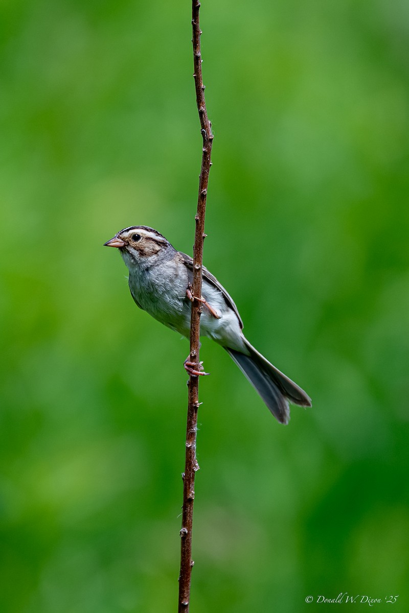 Clay-colored Sparrow - ML637619145