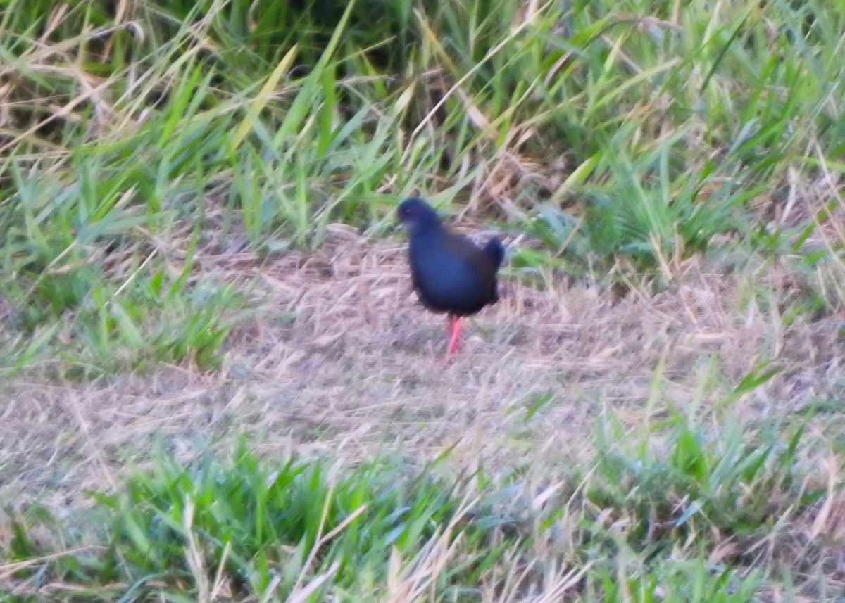 Blackish Rail - ML637619150