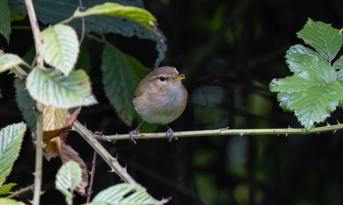 Brown Woodland-Warbler - ML637619163