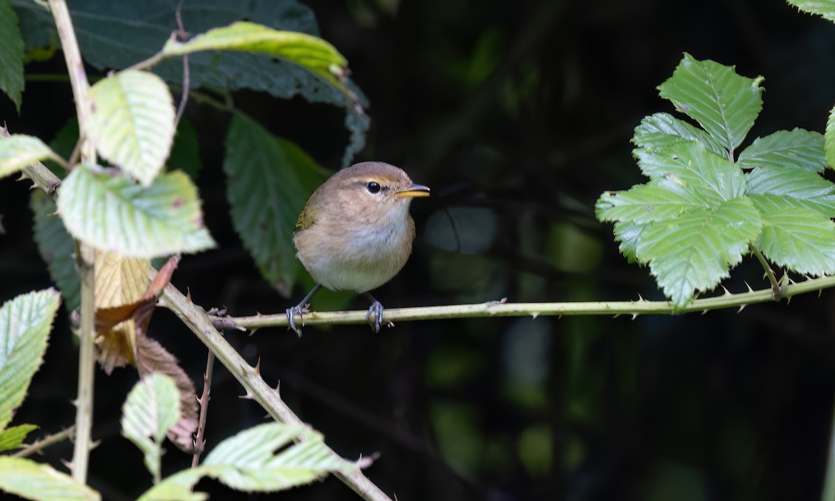 Brown Woodland-Warbler - ML637619164