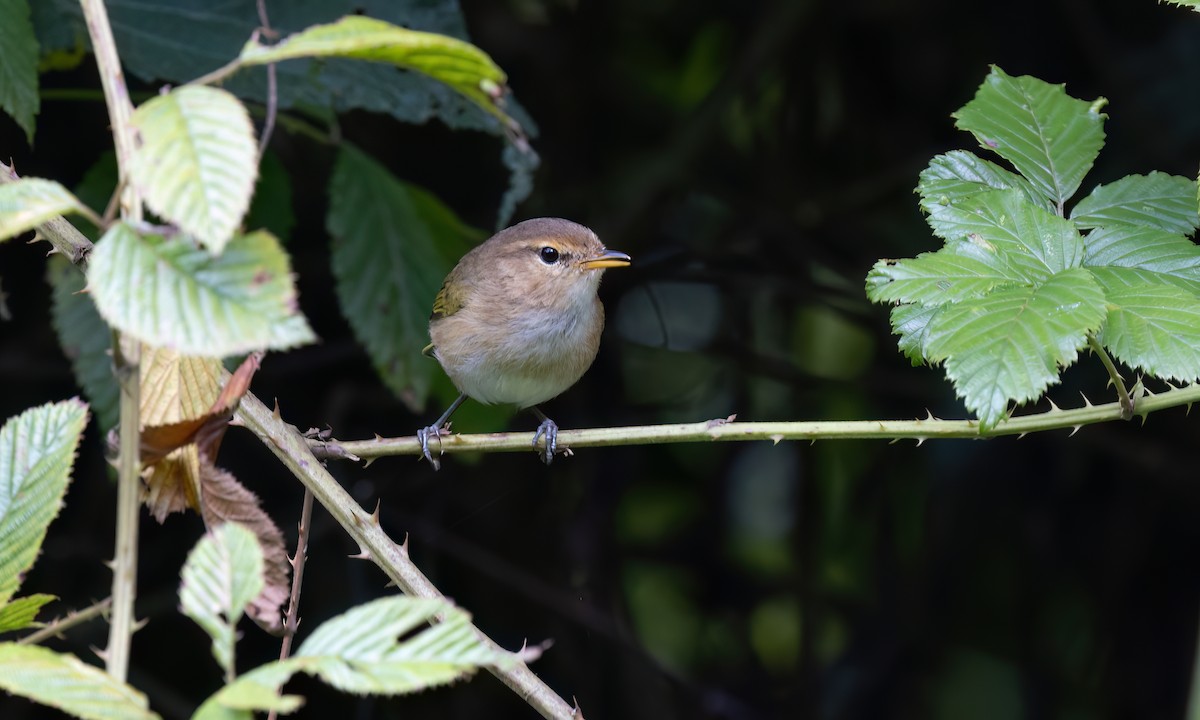 Brown Woodland-Warbler - ML637619165