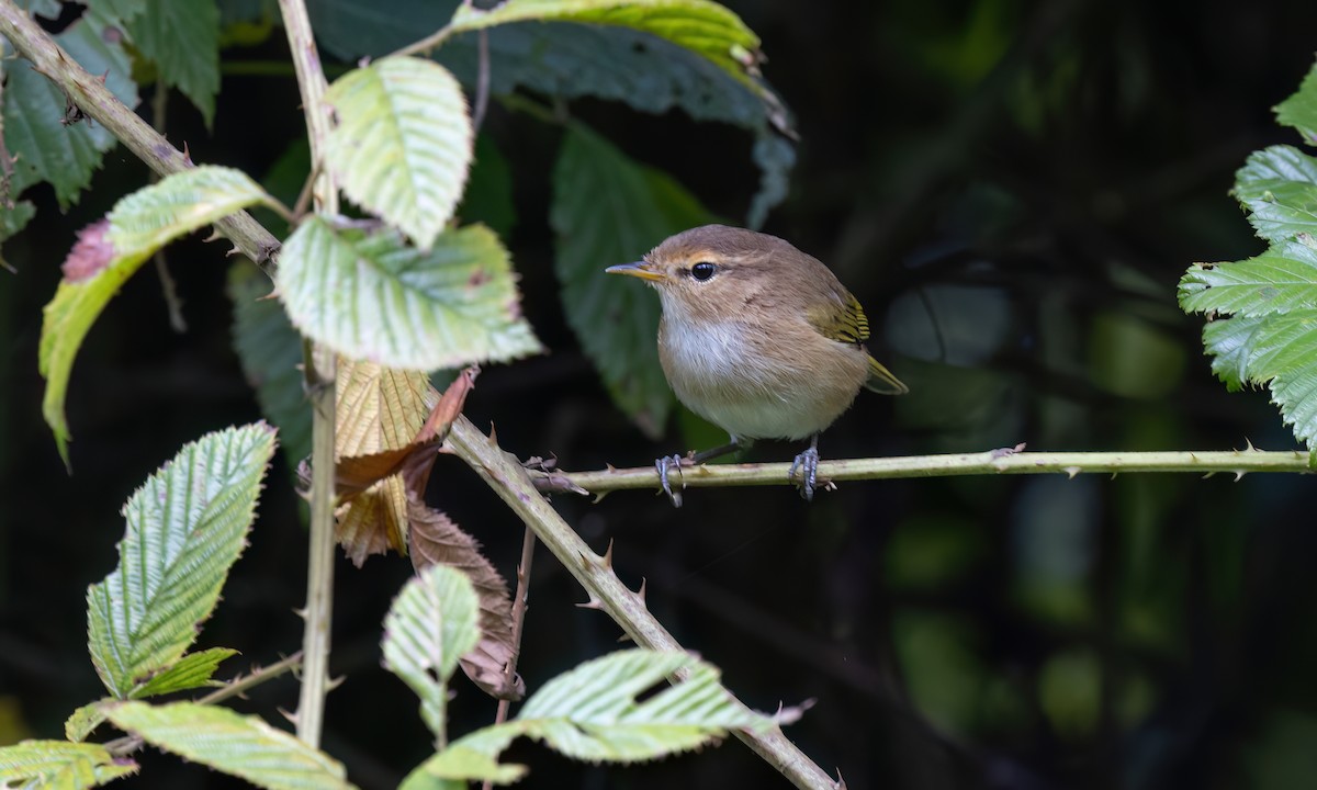 Brown Woodland-Warbler - ML637619166