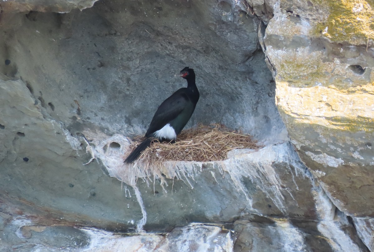 Cormoran pélagique - ML637619280