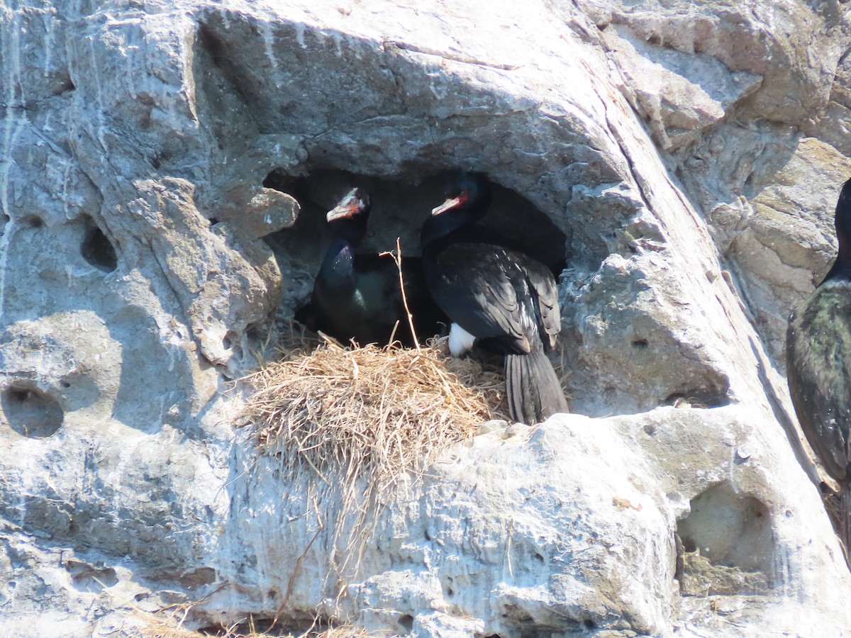 Pelagic Cormorant - ML637619294