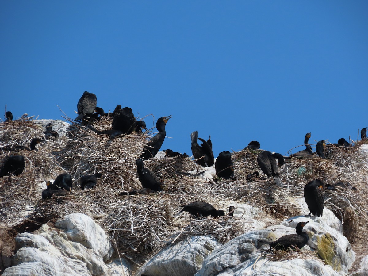 Double-crested Cormorant - ML637619304
