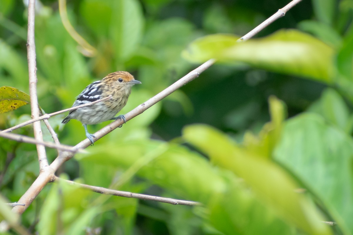 Amazonian Streaked-Antwren - ML637619321