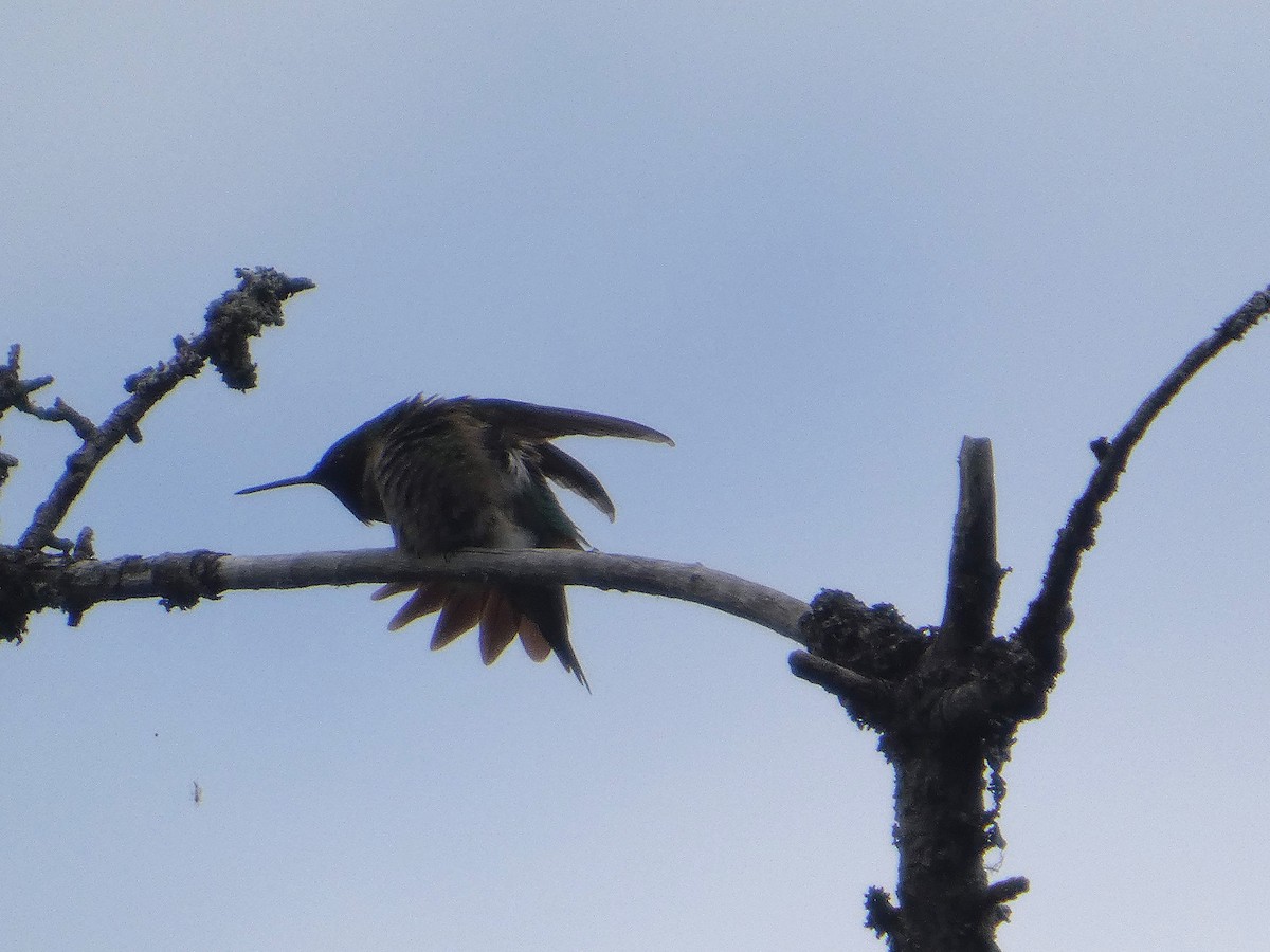 Ruby-throated Hummingbird - ML637619354