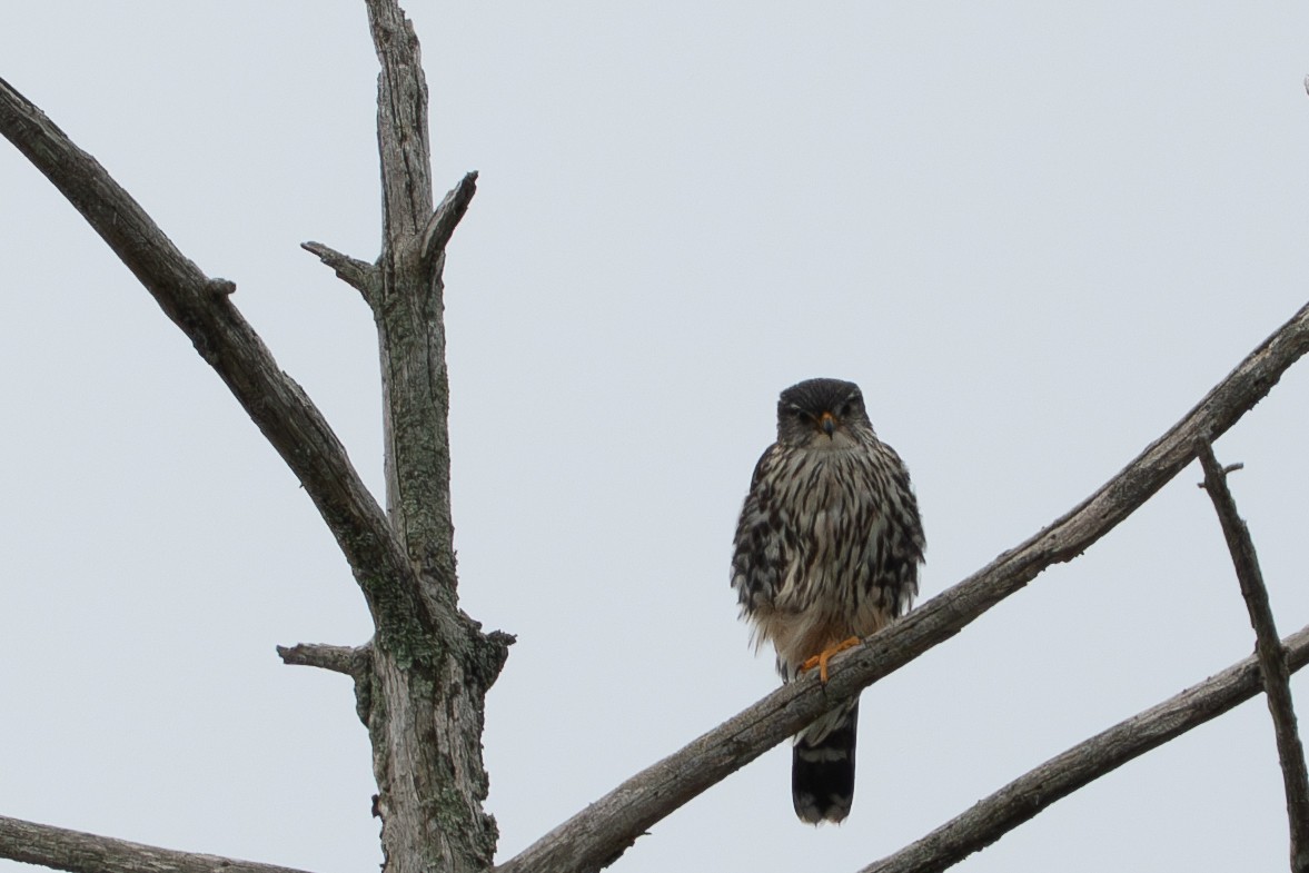 Merlin - ML637619356
