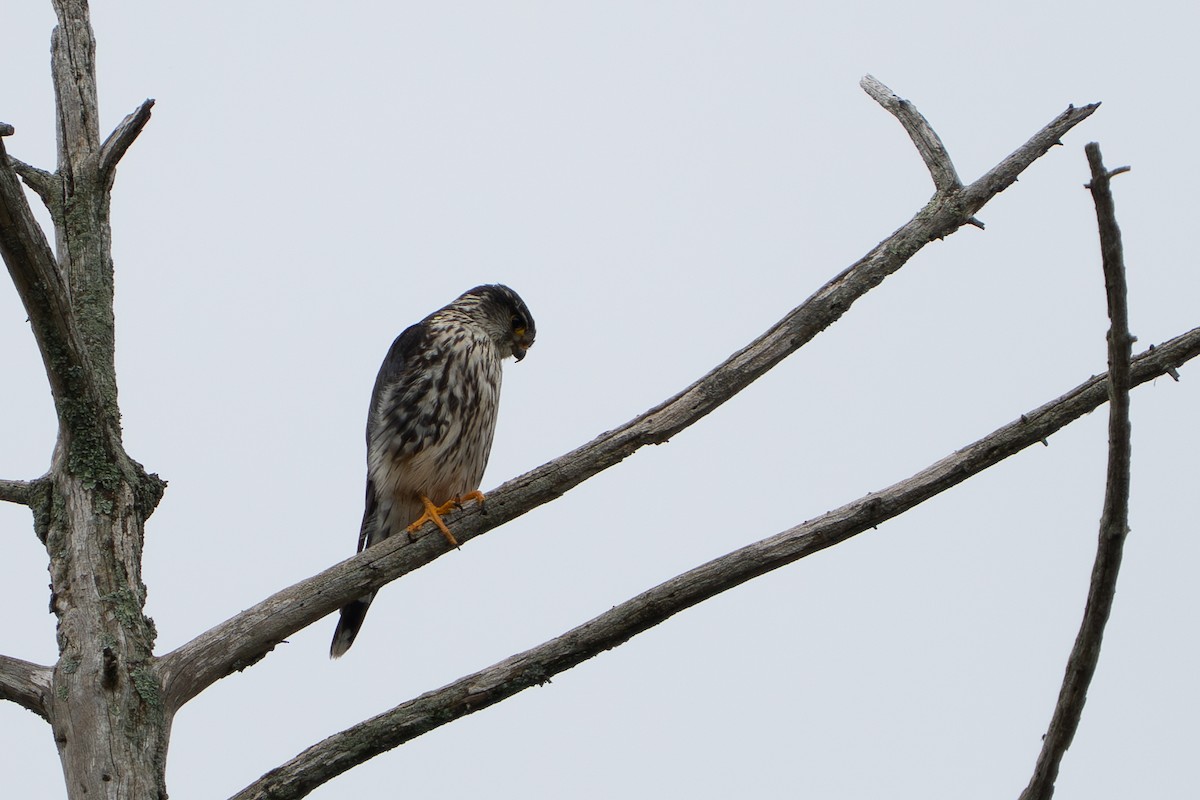 Merlin - ML637619357