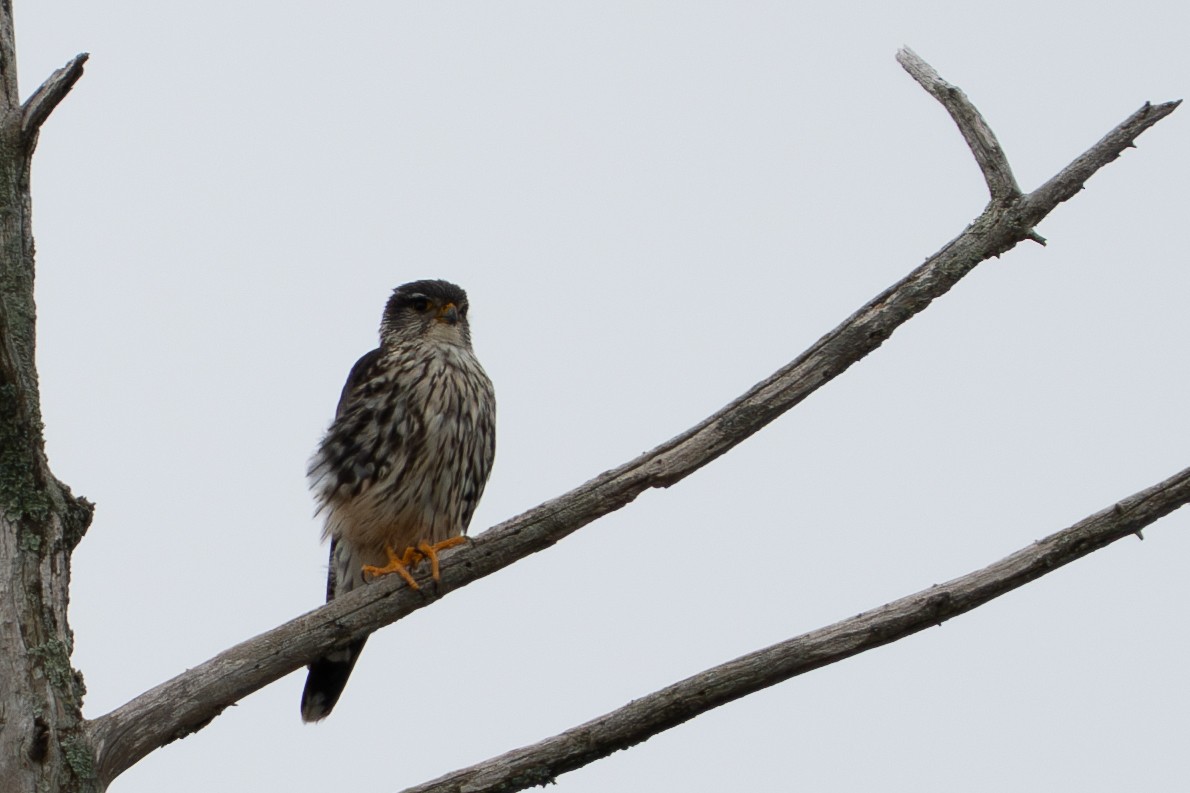 Merlin - ML637619358